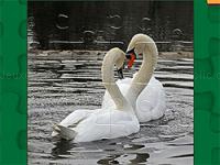 Graceful swans puzzle