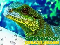 Chinese water dragon jigsaw