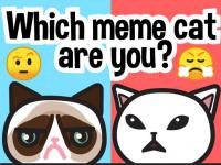 Jeu mobile Which meme cat are you?