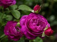 Jeu mobile Purple roses puzzle