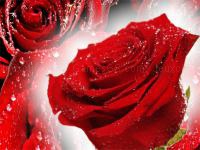 Jeu mobile Red roses puzzle