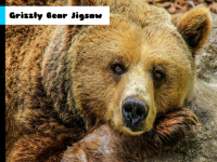 Grizzly bear jigsaw